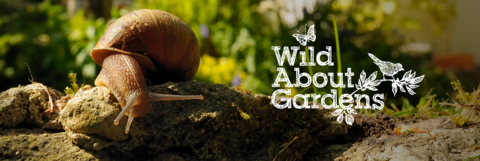 A garden snail moving over a stone, with foliage in the background