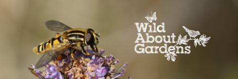 A footballer hoverfly perched on a flower, with the Wild About Gardens logo