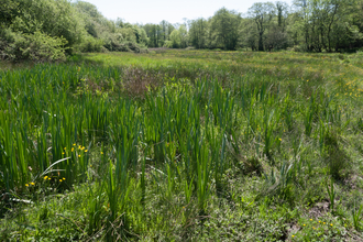 Purple moor-grass and rush pasture