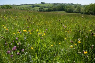 Lowland meadow and pasture