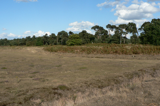 Lowland dry acid grassland