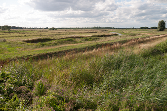 Coastal and floodplain grazing marsh