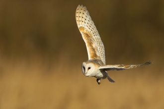 Barn owl © Danny Green, 2020VISION