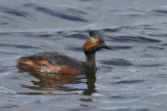 Black-necked Grebe