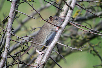 Brown rat