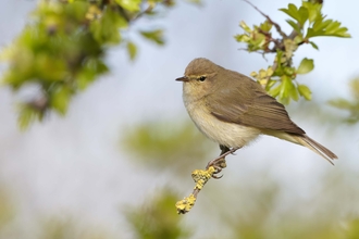 Chiffchaff