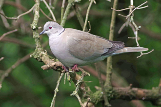 Collared dove