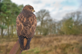 Common buzzard