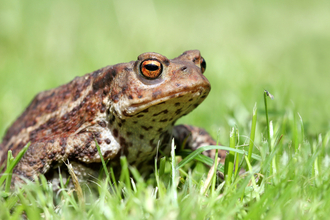 Common toad