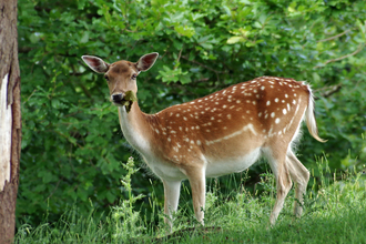 Fallow deer