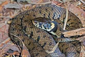 Grass snake