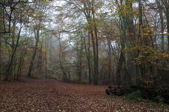 Beech and yew wood