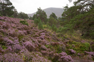 Caledonian forest