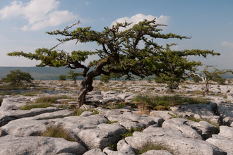 Limestone pavement