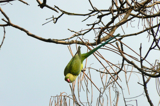 Ring-necked parakeet