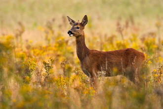 Roe deer