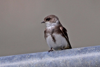 Sand martin