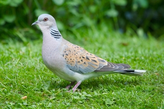 Turtle dove