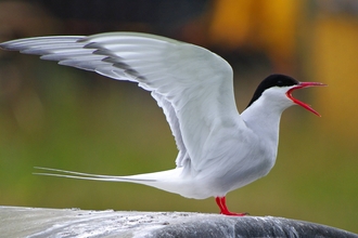 Arctic Tern