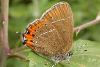 Black hairstreak butterfly