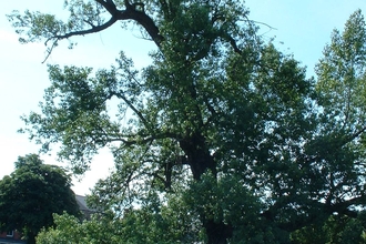 Black Poplar