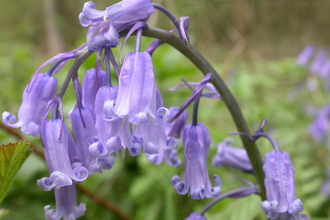 Bluebell