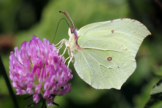 Brimstone Butterfly