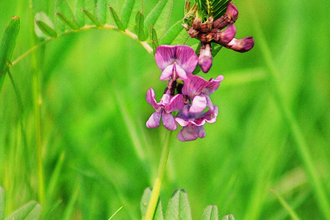 Bush Vetch