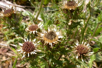 Carline Thistle