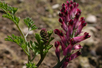 Common Fumitory