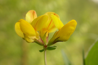 Common Bird's-foot-trefoil