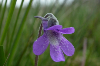 Common Butterwort