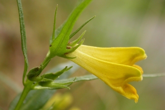 Common Cow-wheat