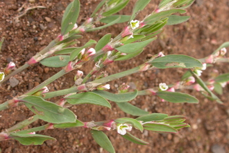 Common Knotgrass