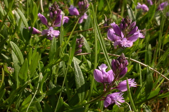 Common Milkwort