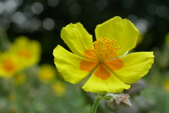 Common Rock-rose