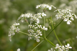 Cow Parsley