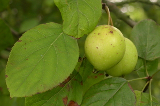 Crab Apple