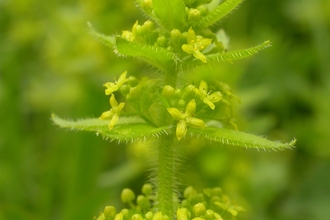 Crosswort