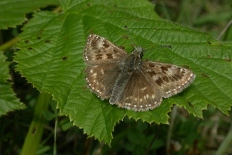 Dingy Skipper butterfly