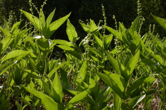 Dog's Mercury