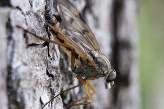 Downlooker Snipefly