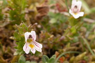 Eyebright