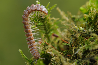 Flat-backed Millipede