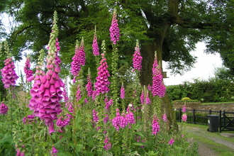 Foxglove