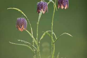 Snake's-head Fritillary