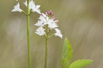 Bogbean