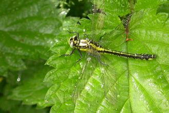 Common Clubtail