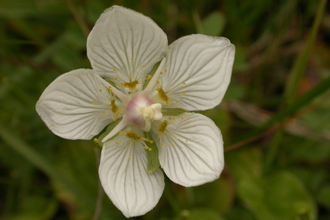 Grass-of-Parnassus