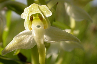 Greater Butterfly-orchid